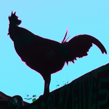 Sharon Wells Blue Heaven Cock Tile