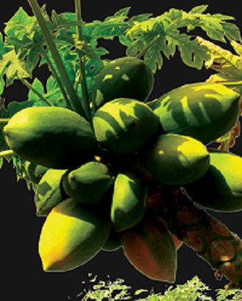 Sharon Wells Papayas KW Tile
